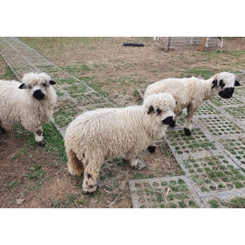 Rešetka iz plastične mase PADDOX