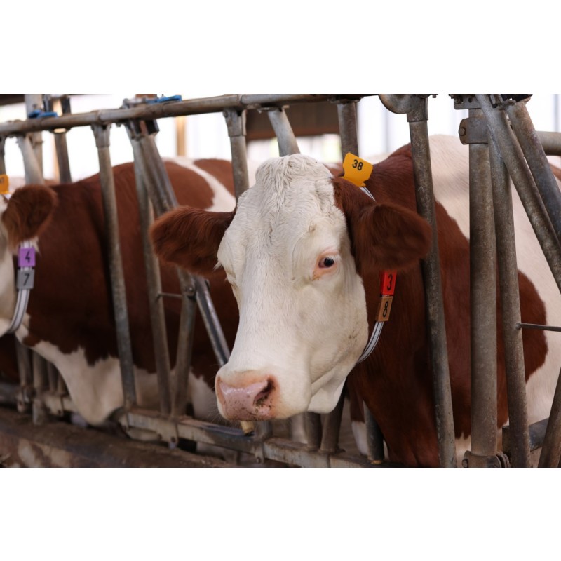 Številčna ploščica 25/1