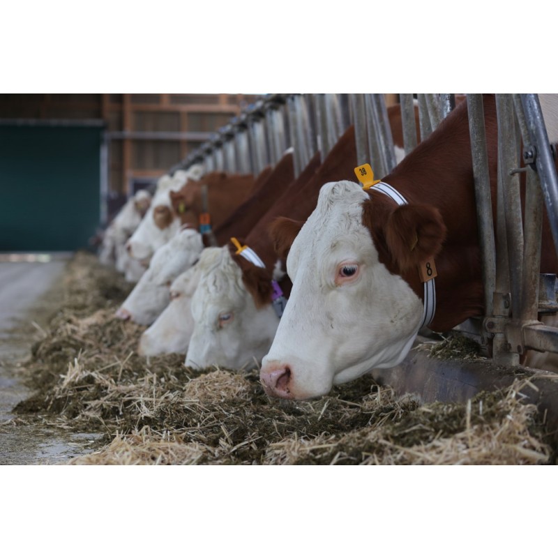 Številčna ploščica 25/1