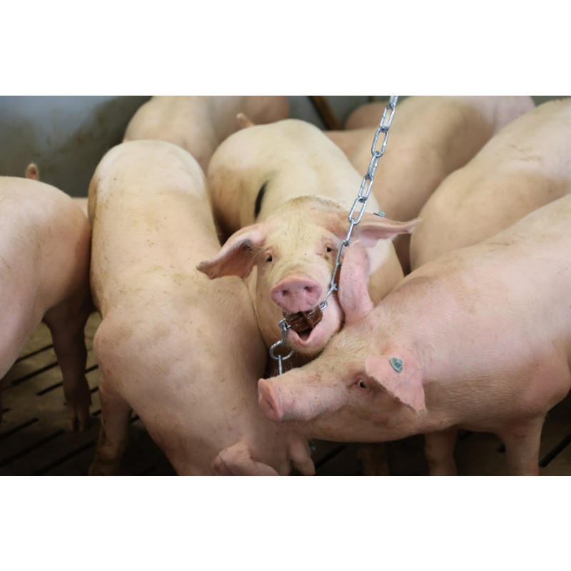 Veriga za obešanje z obročkom