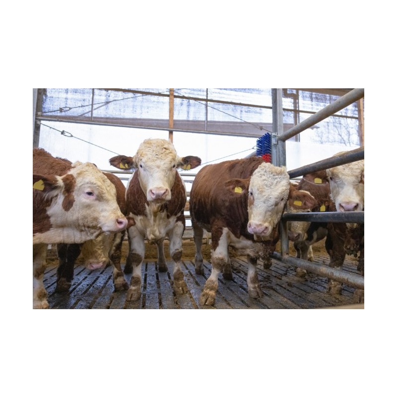 Krtača HAPPYCOW Bully