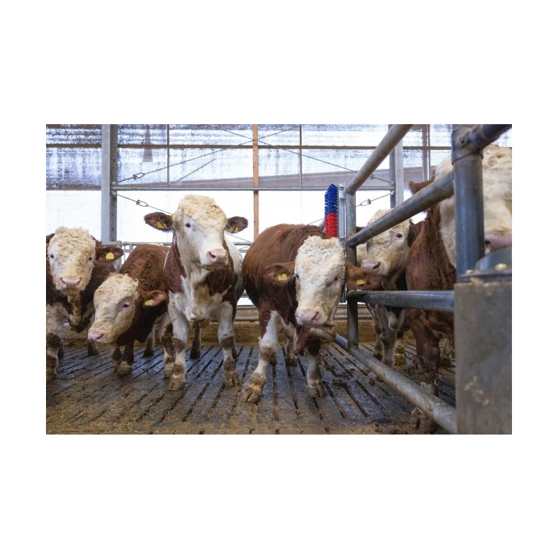 Krtača HAPPYCOW Bully