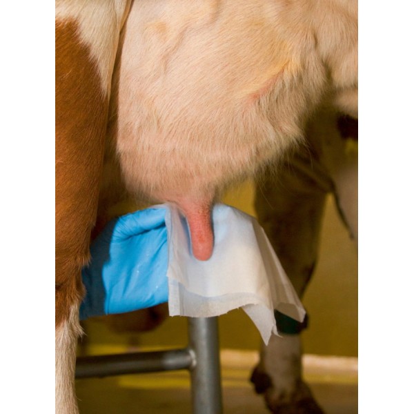 Brisače za vime - vlažne - 800 kom