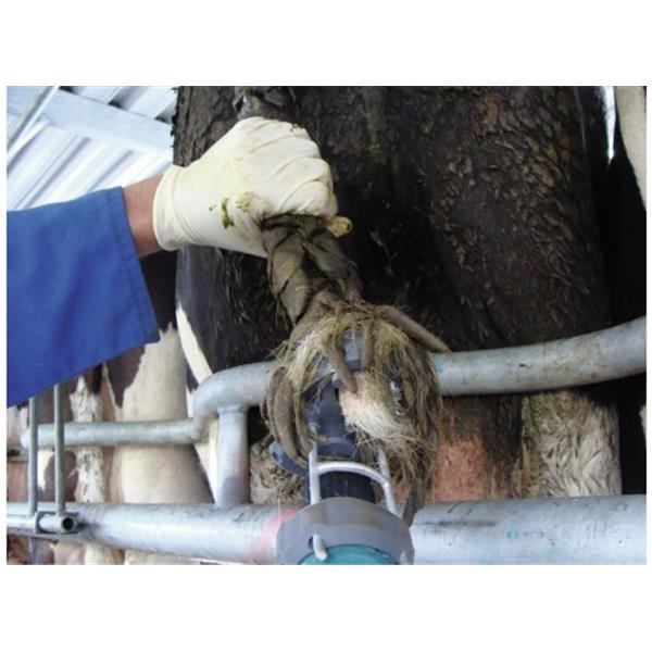 Prirezovalnik kravjega repa TailWell - Titanium