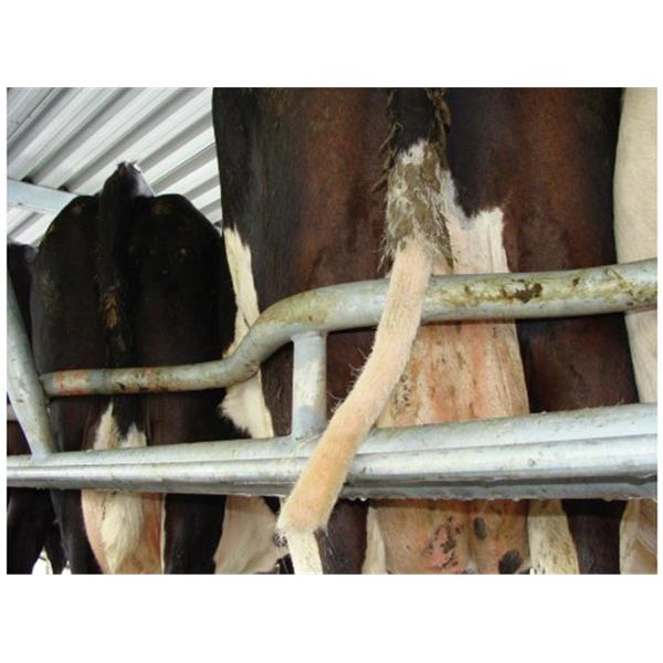 Prirezovalnik kravjega repa TailWell - Titanium