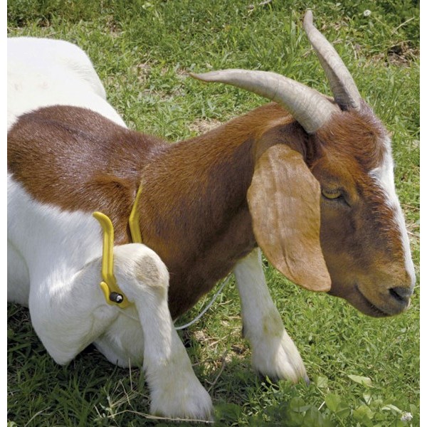 Imobilizacijski lok GAMBREL