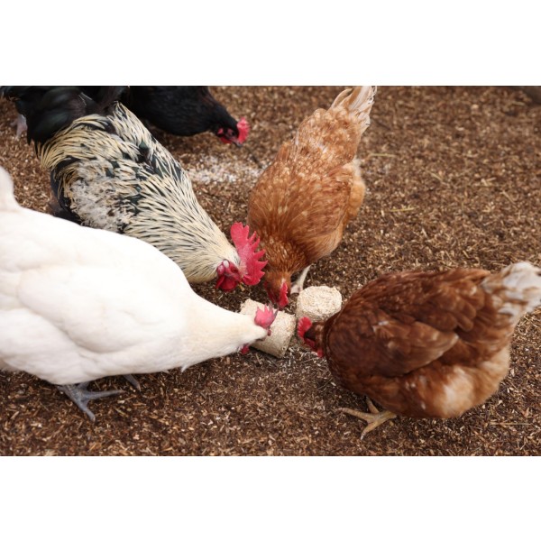 Briketi iz pirinih luščin 24/1