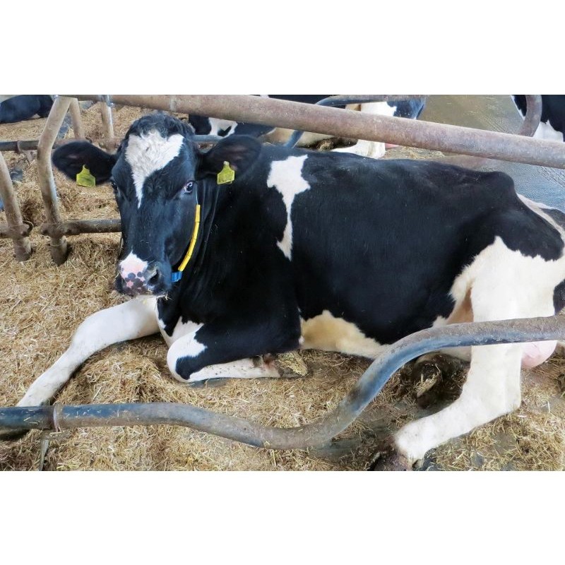 KEW Plus za ležišča