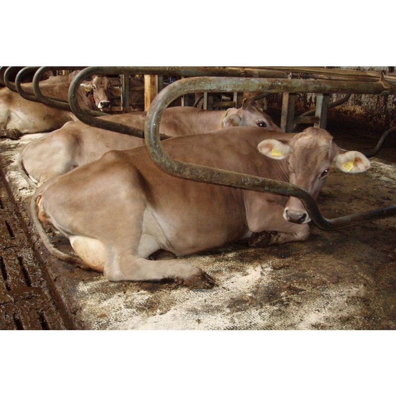 KEW Plus za ležišča