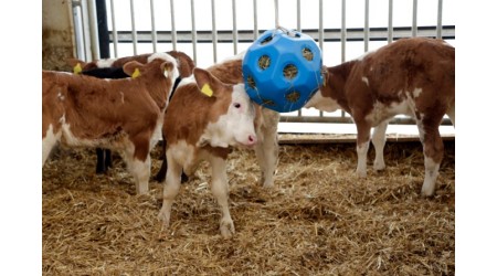 Pripomocki-za-dobrobit-telet-