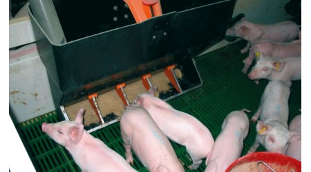 Oprema-za-svinjske-hleve-