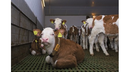 Plasticne-resetke-za-teleta