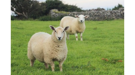 Masine-za-sisanje-ovaca