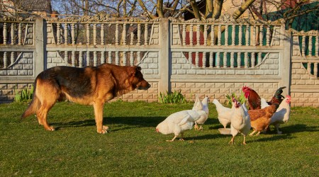 OPREMA-ZA-MALE-ZIVALI