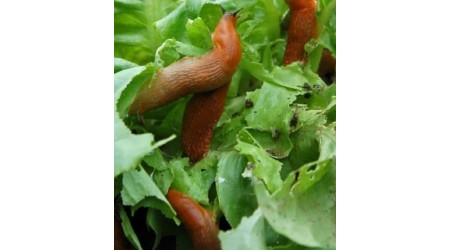 Zastita-od-crvenih-puzeva