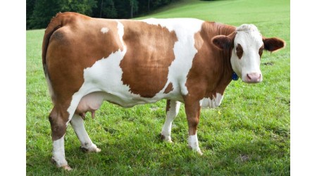 Masine-za-sisanje-goveda